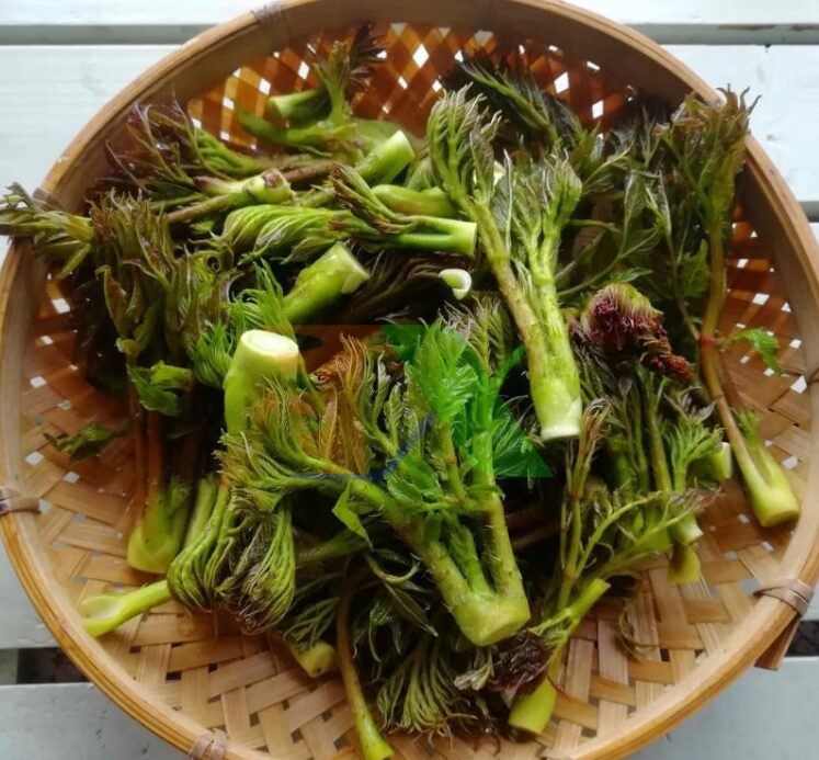 1 loại rau mọc dại ở Việt Nam nhưng được người Trung Quốc “quý như vàng”: Giá ngang thịt bò, bổ tựa nhân sâm nhưng ít người biết 1 loai rau moc dai o viet nam nhung duoc nguoi trung quoc quy nhu vang gia ngang thit bo bo tua nhan sam nhung it nguoi biet